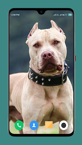 Pitbull Dog Wallpaper 4K for Android - Download | Cafe Bazaar