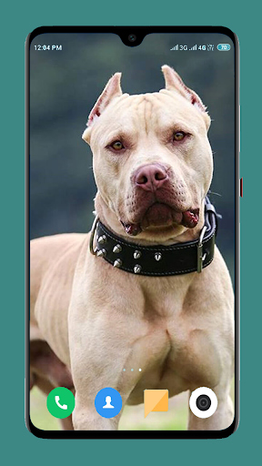 Pitbull Dog Wallpaper 4K - Image screenshot of android app