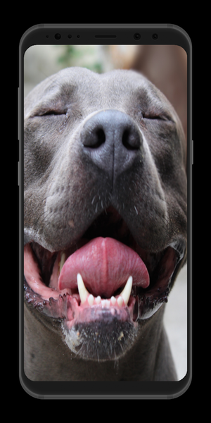 Pitbull Wallpaper - Image screenshot of android app