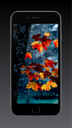 Fall Wallpaper HD, GIF - Image screenshot of android app