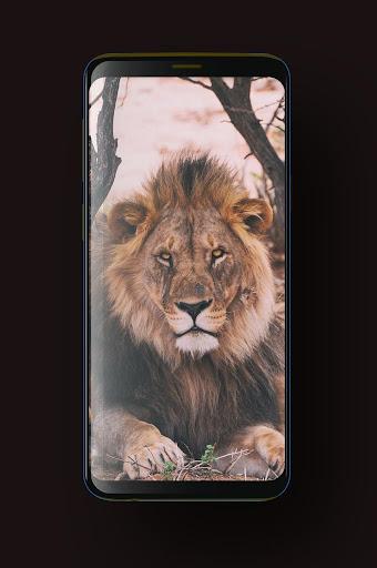 Lion Wallpaper HD, GIF - عکس برنامه موبایلی اندروید