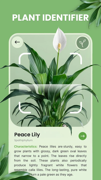 AI Plant Identifier App - Image screenshot of android app