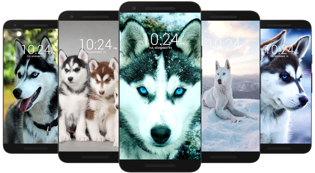 Husky Dog Wallpaper HD - Image screenshot of android app