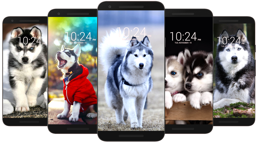 Husky Dog Wallpaper HD - عکس برنامه موبایلی اندروید