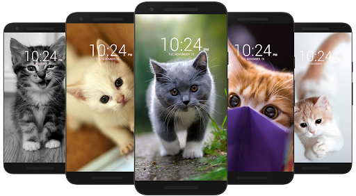 Kitten & Cute Cat Wallpaper HD - Image screenshot of android app