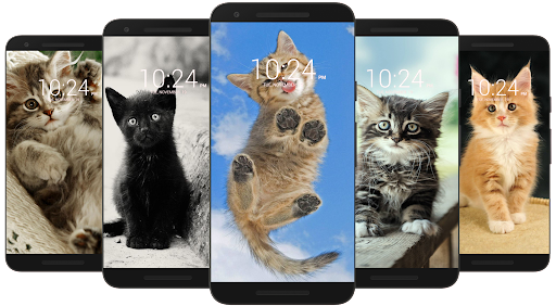 Kitten & Cute Cat Wallpaper HD for Android - Download | Cafe Bazaar Kitten & Cute Cat Wallpaper HD for Android - Download | Cafe Bazaar