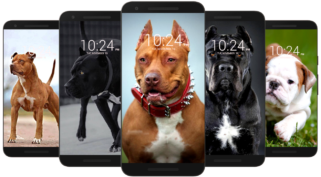 Pitbull Dog Wallpaper HD - Image screenshot of android app