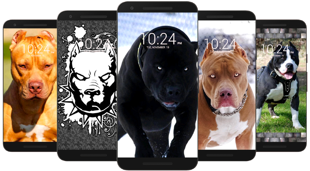 Pitbull Dog Wallpaper HD - Image screenshot of android app