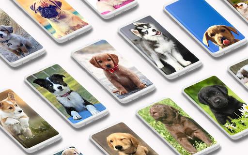 Puppy Wallpaper - Image screenshot of android app