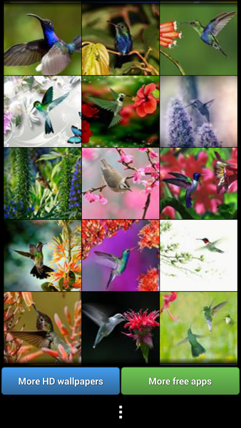 Hummingbirds HD Wallpaper - Image screenshot of android app