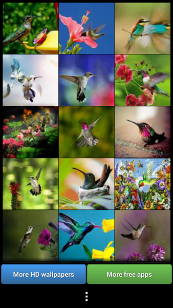 Hummingbirds HD Wallpaper - Image screenshot of android app