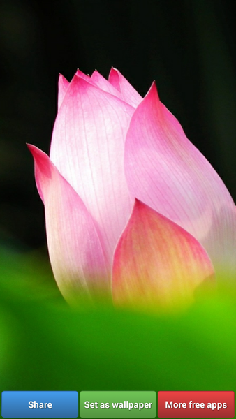 Lotus Flower Wallpapers - عکس برنامه موبایلی اندروید
