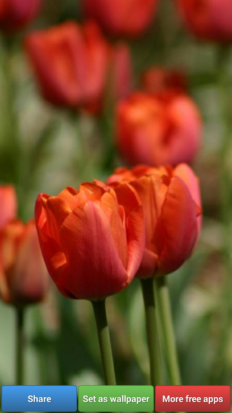 Colorful Tulip Wallpapers - عکس برنامه موبایلی اندروید