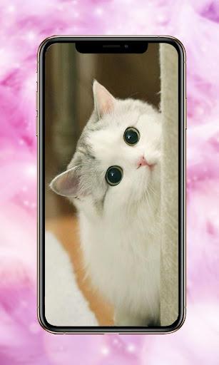 Ragdoll Cats Wallpaper - عکس برنامه موبایلی اندروید