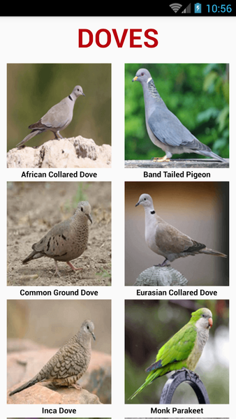 South American Birds - Image screenshot of android app