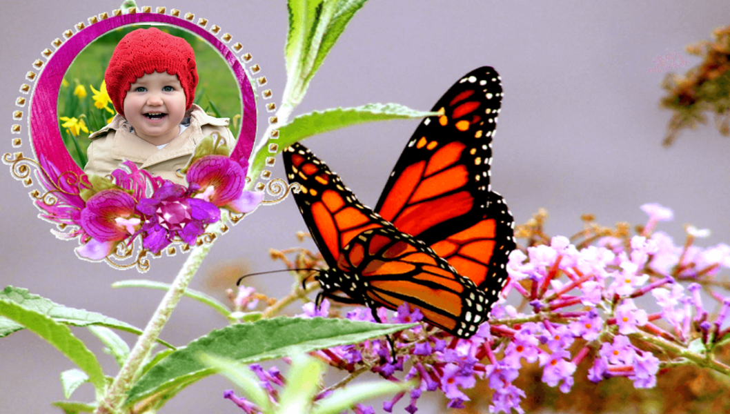 Butterfly Photo Frames - Image screenshot of android app