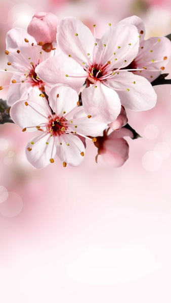 Spring wallpapers - عکس برنامه موبایلی اندروید