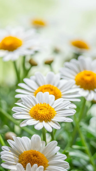 Spring wallpapers - عکس برنامه موبایلی اندروید