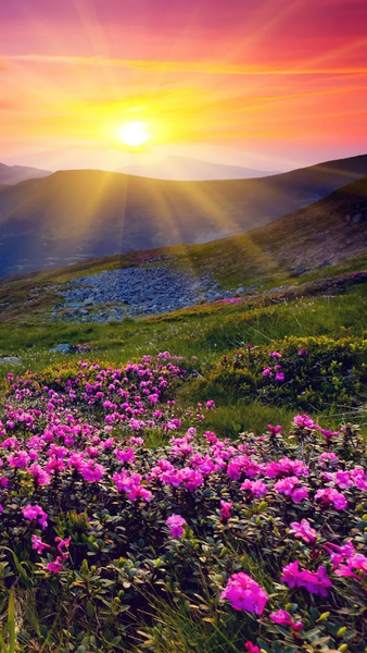Spring wallpapers - عکس برنامه موبایلی اندروید