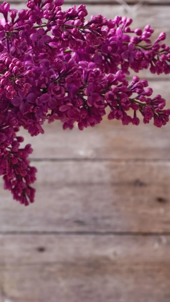 Spring wallpapers - عکس برنامه موبایلی اندروید