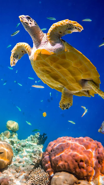 Nature wallpapers - Image screenshot of android app