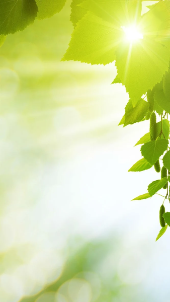 Nature wallpapers - Image screenshot of android app