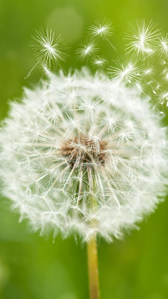 Nature wallpapers - Image screenshot of android app