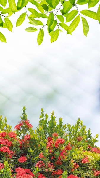 Nature wallpapers - Image screenshot of android app