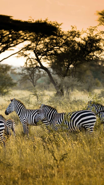 Nature wallpapers - Image screenshot of android app