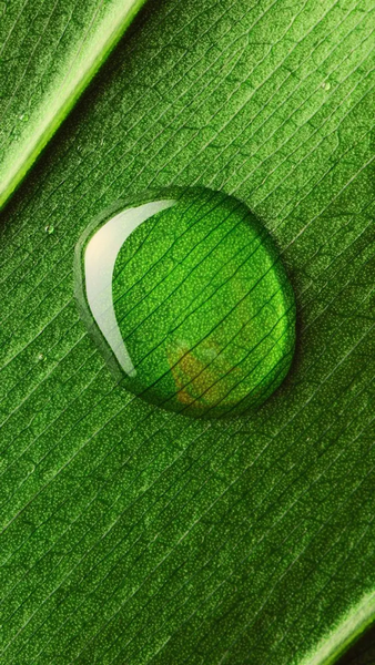 Nature wallpapers - Image screenshot of android app