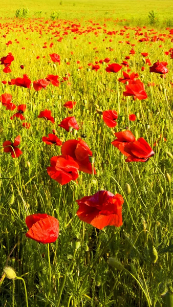 Nature wallpapers - Image screenshot of android app