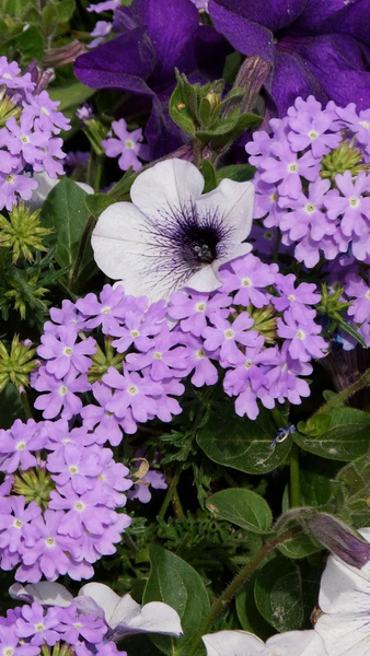 Floral wallpapers - عکس برنامه موبایلی اندروید