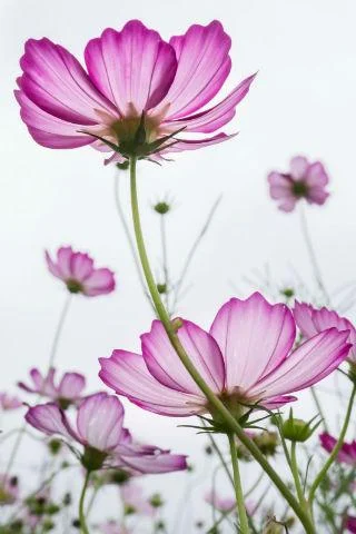 Floral wallpapers - عکس برنامه موبایلی اندروید