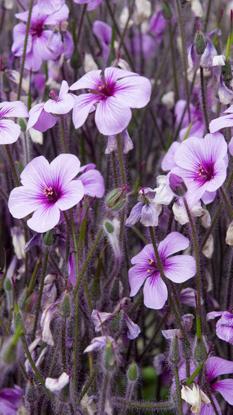 Floral wallpapers - عکس برنامه موبایلی اندروید