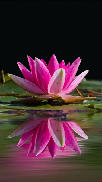 Floral wallpapers - عکس برنامه موبایلی اندروید