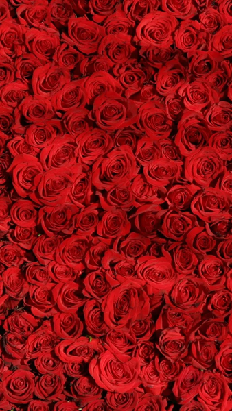 Floral wallpapers - عکس برنامه موبایلی اندروید