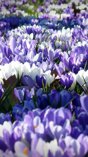 Floral wallpapers - عکس برنامه موبایلی اندروید