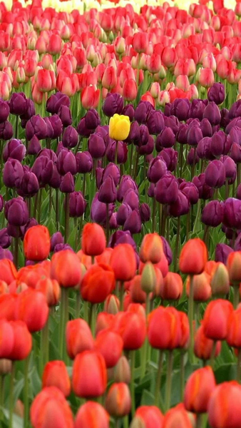 Floral wallpapers - عکس برنامه موبایلی اندروید