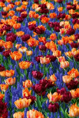 Floral wallpapers - عکس برنامه موبایلی اندروید