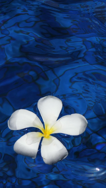 Floral wallpapers - عکس برنامه موبایلی اندروید