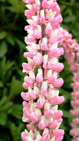 Floral wallpapers - عکس برنامه موبایلی اندروید