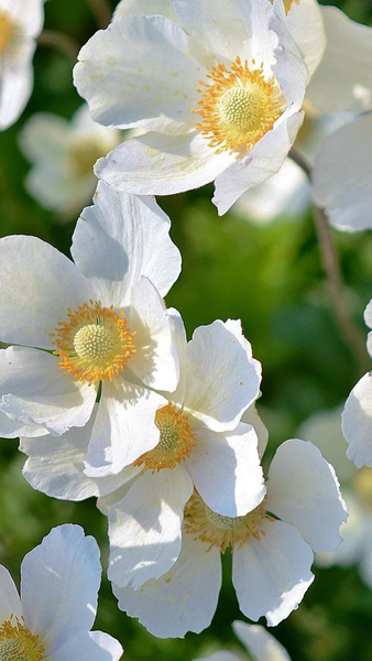 Floral wallpapers - عکس برنامه موبایلی اندروید