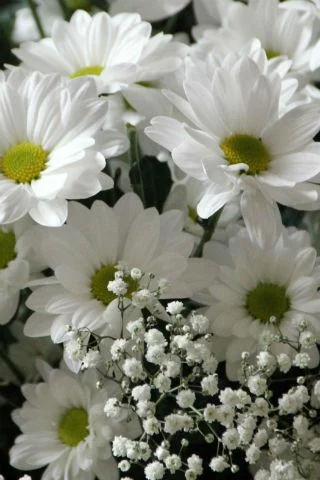 Floral wallpapers - عکس برنامه موبایلی اندروید