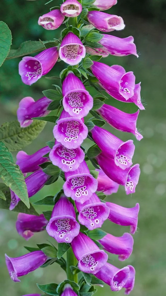 Floral wallpapers - عکس برنامه موبایلی اندروید