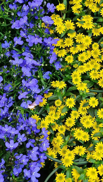 Floral wallpapers - عکس برنامه موبایلی اندروید