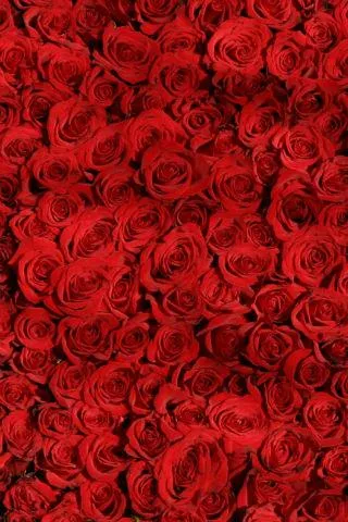 Floral wallpapers - عکس برنامه موبایلی اندروید