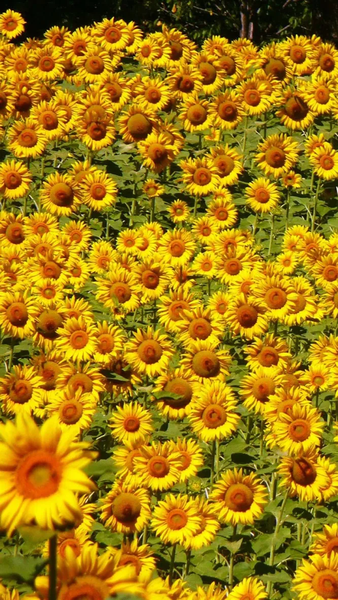 Floral wallpapers - عکس برنامه موبایلی اندروید