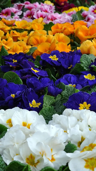 Floral wallpapers - عکس برنامه موبایلی اندروید