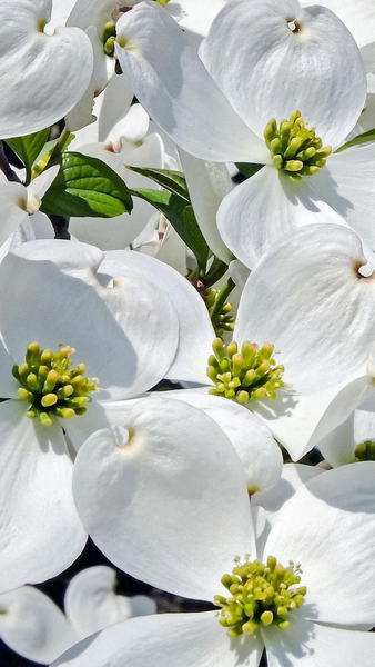 Floral wallpapers - عکس برنامه موبایلی اندروید