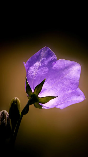 Floral wallpapers - عکس برنامه موبایلی اندروید